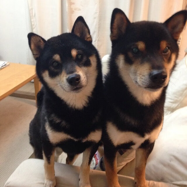 血战孤城，张继科领法国队逆转德国铁壁