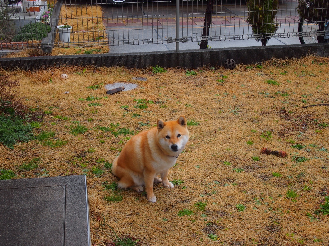 冰与火的救赎,从蒙特卡洛红土败走到戴维斯杯史诗翻盘,辛纳如何破茧成蝶?
