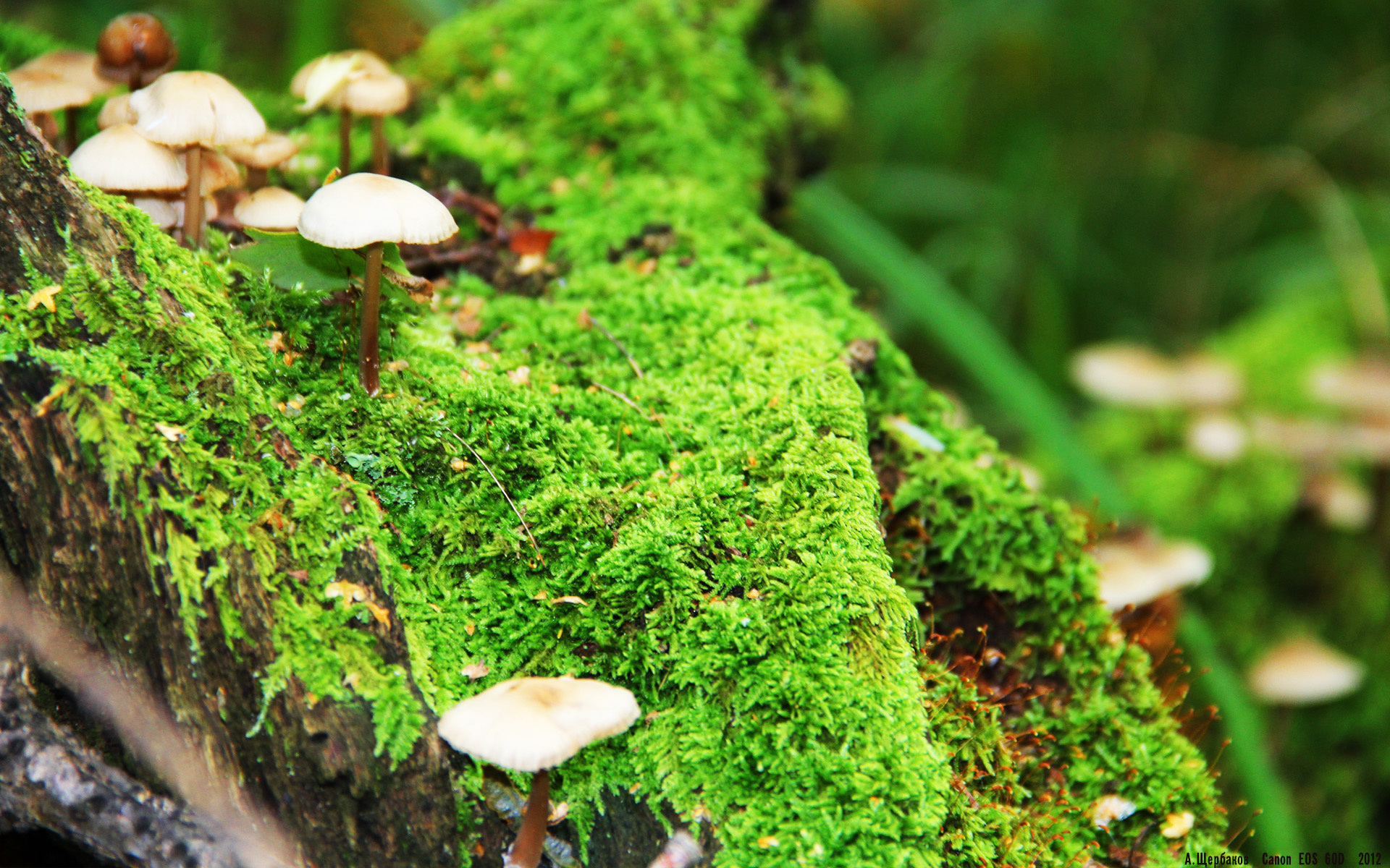 钢铁之墙与闪光匕首，奥亚尔萨瓦尔刺穿伊朗式防守，多特蒙德窒息之夜