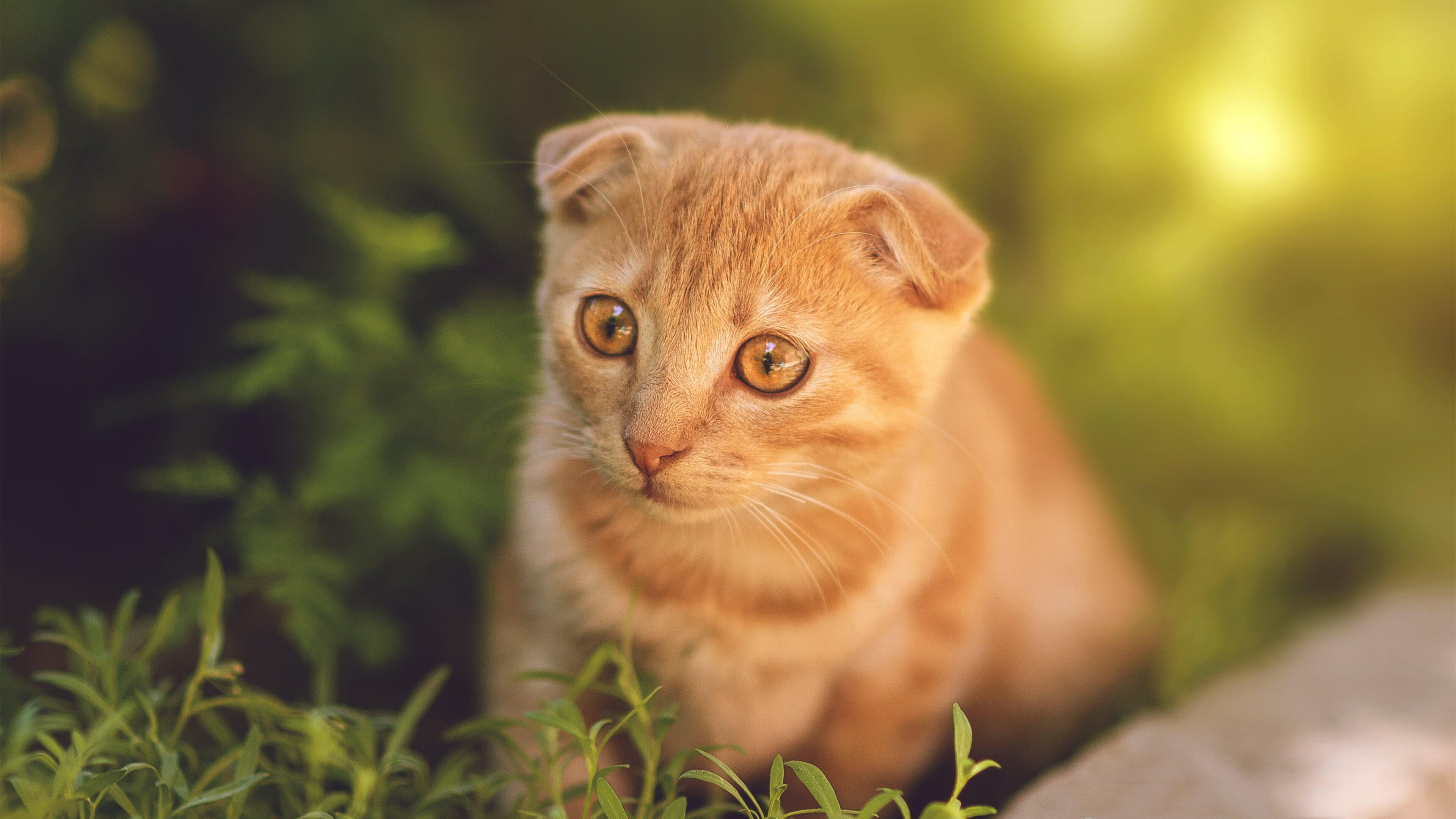 冰与火之歌,特奥的稳定之锚与雷恩的绝杀之光