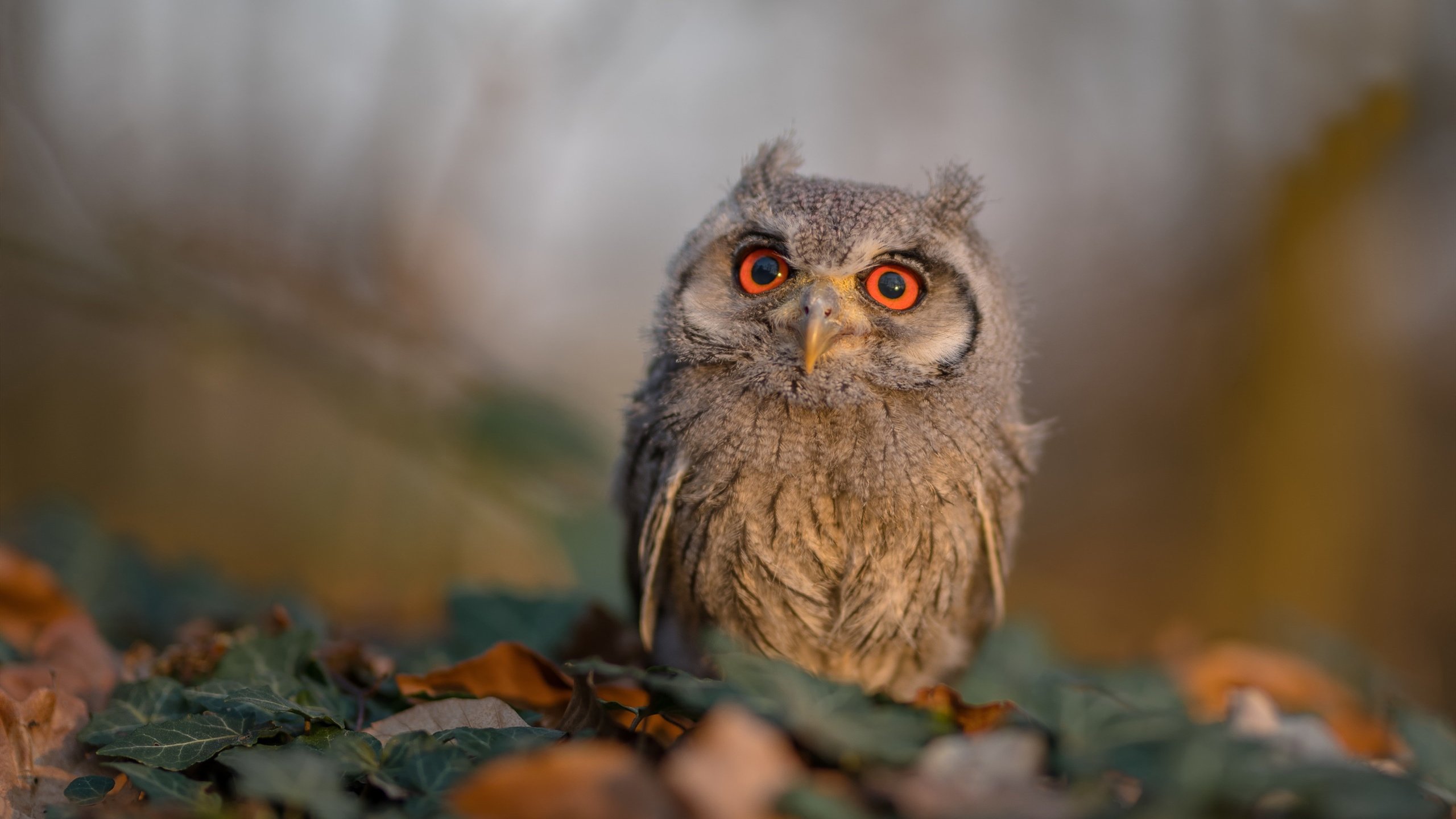 跑车冲破铁壁,牙买加逆袭之夜,皮克成为绝杀英雄