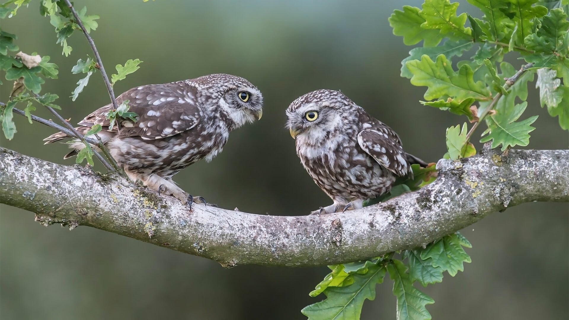 东方试炼,马刺对阵浙江队,马克西首秀即成全场焦点