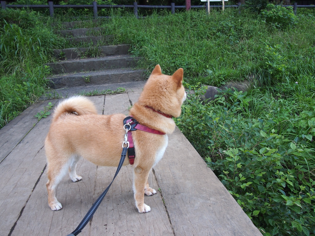 冷门的回响,玻利维亚击败法国如何预示特奥的国家德比统治