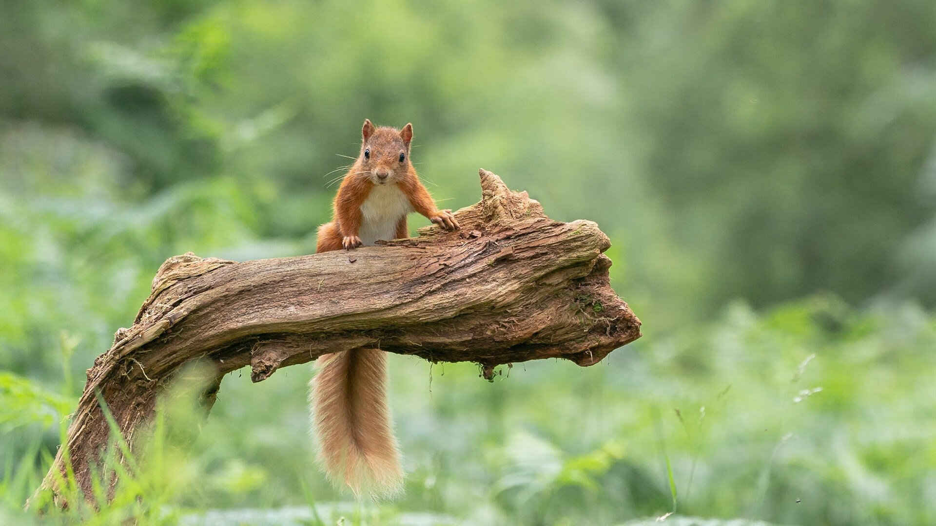 东方壁垒与红色海洋，当哈登的量子缠绕撕裂密尔沃基星光