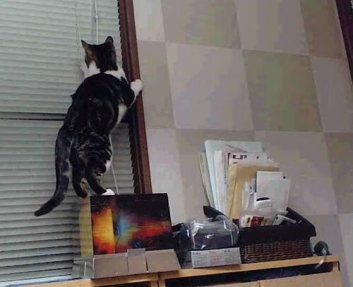 天际线的对决，当浙江队遭遇那个被称为死神的大场面先生