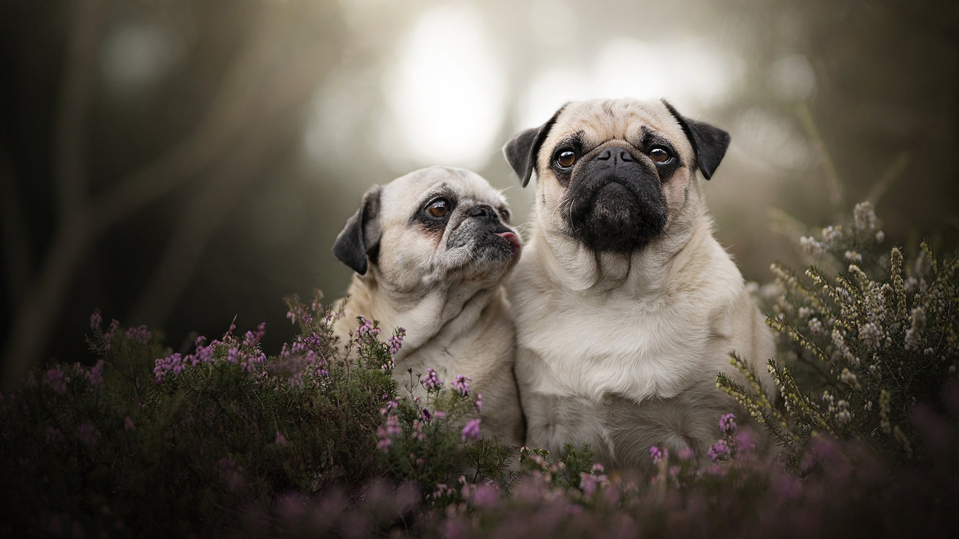 萨内魔力全开！荷兰防线溃败，利物浦式进攻如何被单人撕裂？