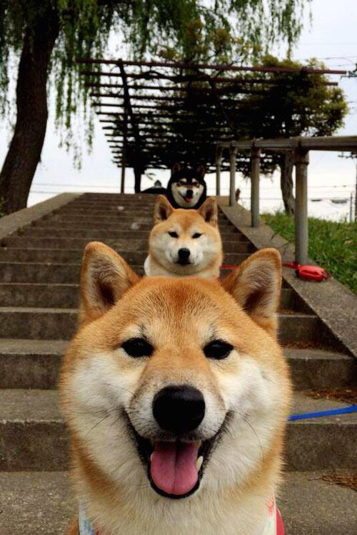 加克波闪电两击撕裂战车，希腊神话再演！德国轰然倒地