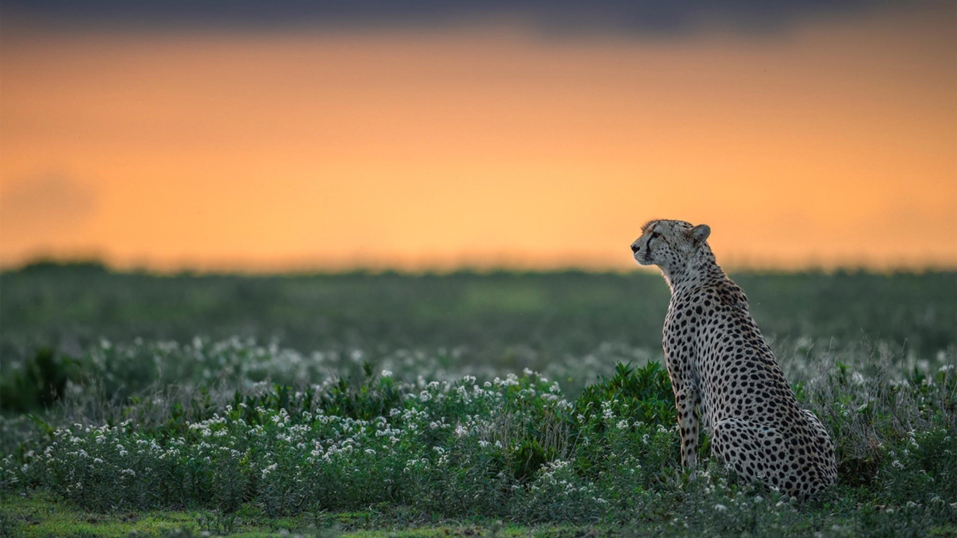 最后的棋手，当决定性的瞬间点亮绿茵