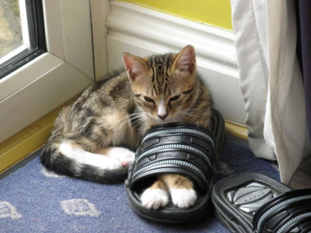 双线并进，阿尔瓦雷斯闪耀美洲，丹麦铁骑踏破威尔士