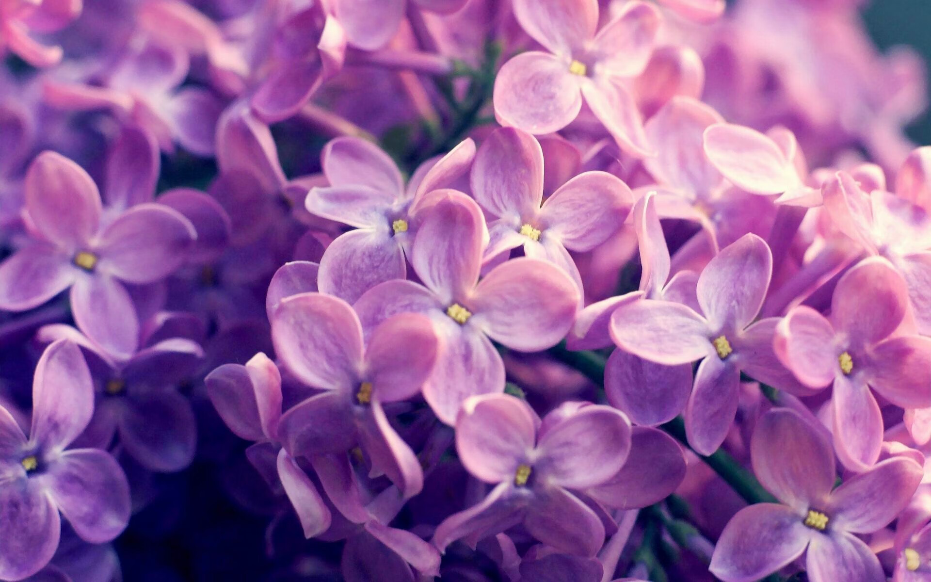 从沙漠到绿茵，突尼斯如何打破54年魔咒，让欧洲豪强俯首？