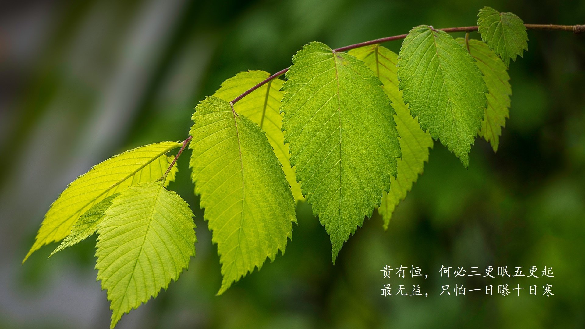 橙衣风暴，2026世界杯D组死亡之组，荷兰横扫厄瓜多尔，加维一夜封神