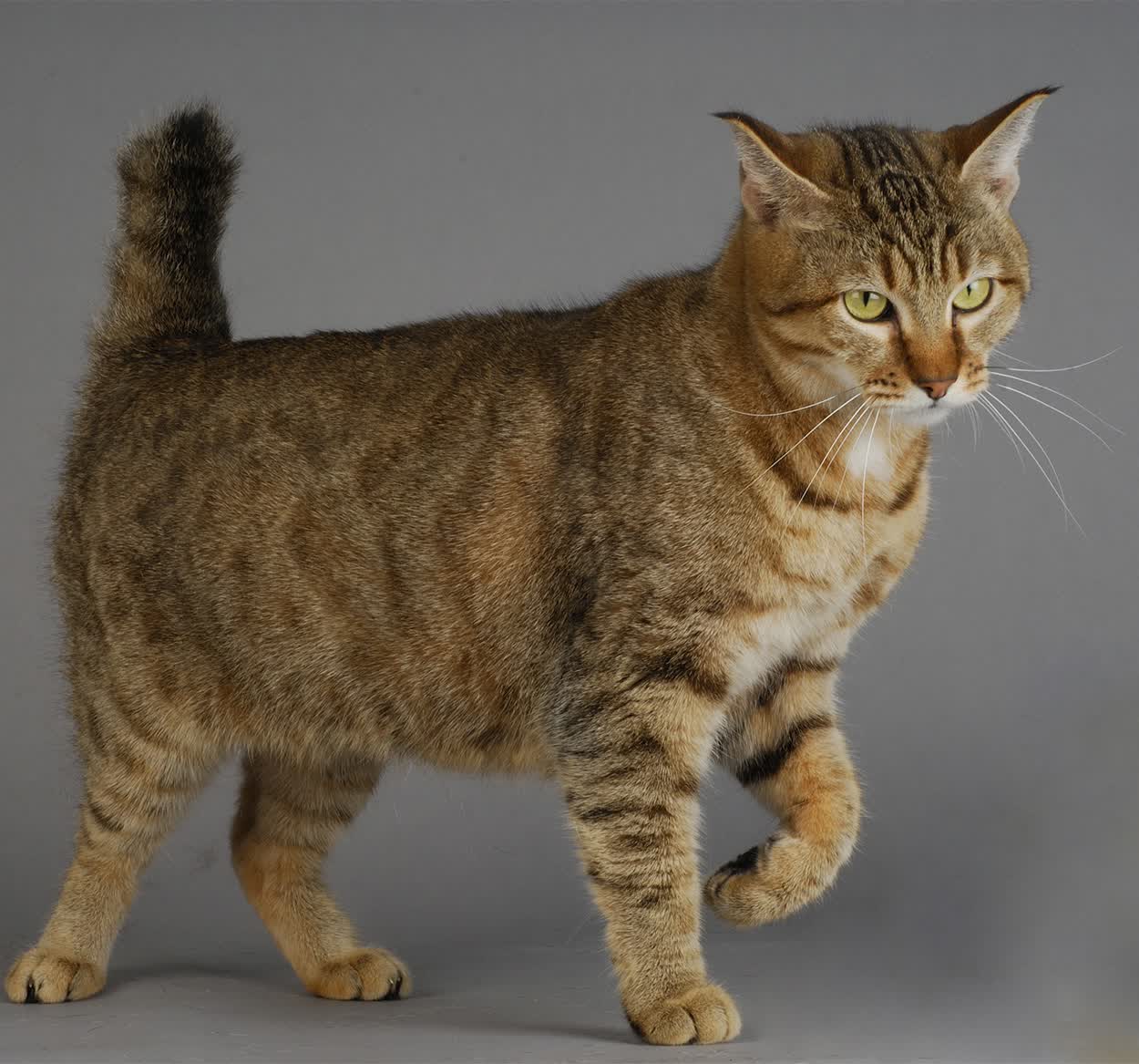 星条旗猎猎,2026世界杯H组关键战,美国力克巴西,布罗佐维奇带队取胜,状态火热划破南美壁垒